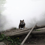 Gray Timber Wolf