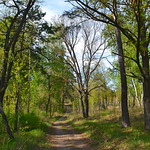 In the shadows of oaks