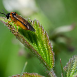 Some kind of Saw Fly?