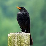 Whistling School Boy - On Rock - Western Himalayas ~2100m Alt