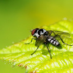 Root Maggot Fly - Anthomyia sp. (procellaris)