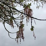 Box elder (Acer negundo) - branches & male flowers - April 2018