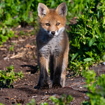 Red Fox - Vulpes vulpes | 2018 - 2