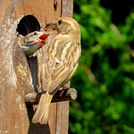 Sparrow Feeding