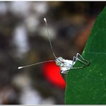 The busy morning of Mrs. Butterfly # 3