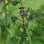 Golden-ringed Dragonfly - Male (Cordulegaster boltonii)