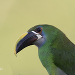 Aulaconrhynchus albivitta