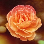 I want your sun to reach my raindrops