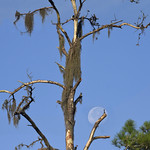 Moonset Behind The Roost