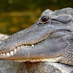 Alligator head
