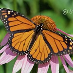 Brand New Male Monarch