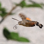 Auf dem Weg - On the Way