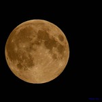 Strawberry Full Moon........