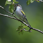 Brewster's Warbler Singing---N. Michigan
