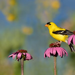 GoldfinchPrettyTwo