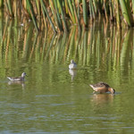 Trio of Shorebirds