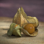 physalis