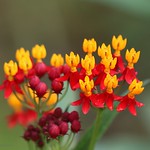 Cinderella milkweed