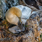 Northern gannet with chick-Morus bassanus_9154