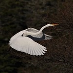 Great Egret