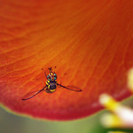 Hoverfly's Eyes