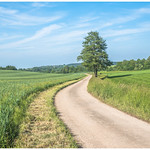 Road through the fields