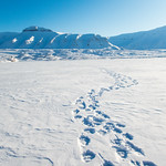 Fresh Polar bear tracks