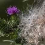 thistle
