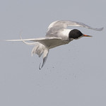 Tern shaking water off
