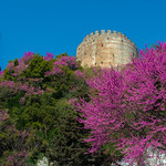 Rumeli Hisari (Rumeli Fortress) & Judas Tree 2018 . Istanbul