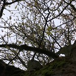 Box elder (Acer negundo) - canopy - April 2018