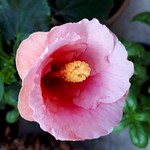 Il cuore di un fiore.... ( continua.... )