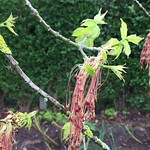 Box elder (Acer negundo) - male flowers - April 2018