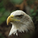 Being An Eagle Is Serious Work