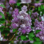 Lilac in my garden