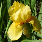 flowers, flowers, flowers everywhere