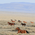 Wild Horses Galloping on Plains of Everlasting Bliss