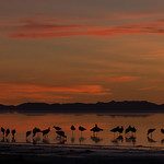 Evening Snacks at Antelope Island