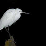 Gar&ccedil;a-branca-pequena, Little Egret (Egretta garzetta)