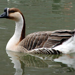 African Goose