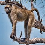 Male Chacma Baboon (Papio ursinus)