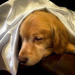 Dog in White Satin? 19/52