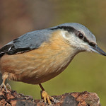 NUTHATCH // SITTA EUROPAEA (14cm)