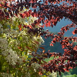 Ecran de photinia et prunus
