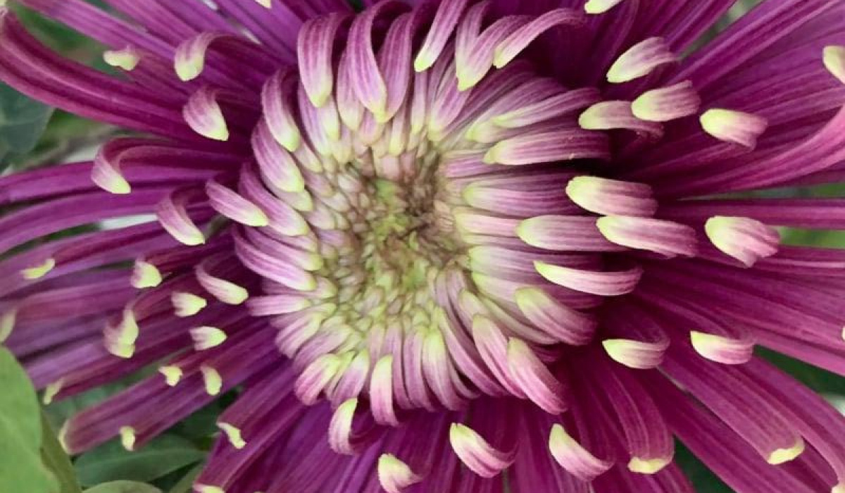 A Florist in Stalybridge Ashton Mossley Ocean Song Flowers and Gifts