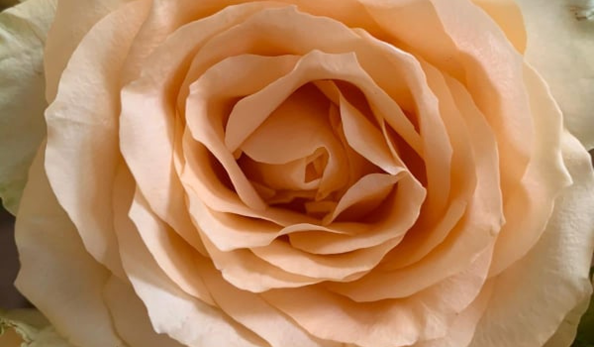 A Florist in Stalybridge Ashton Mossley Ocean Song Flowers and Gifts