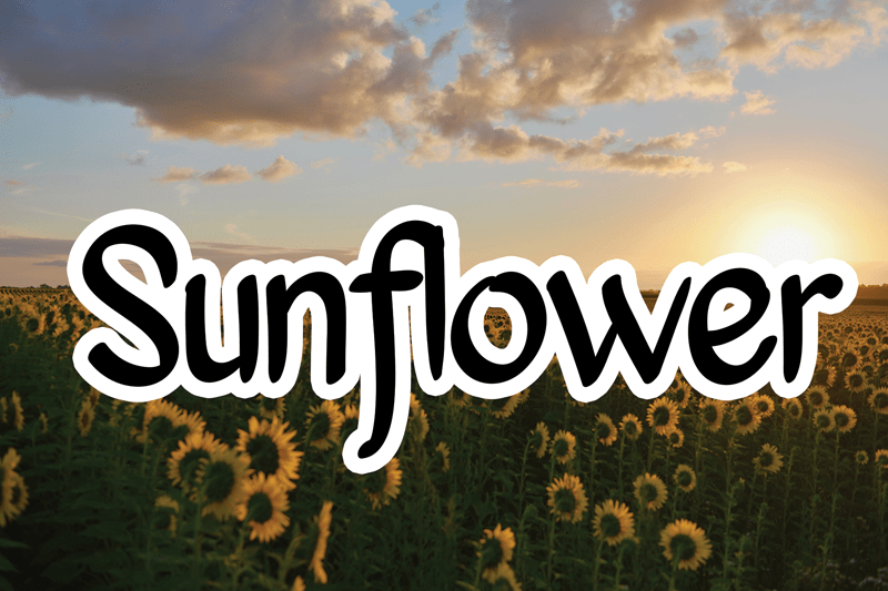 Sunflower Font FREE Download & Similar Fonts FontGet