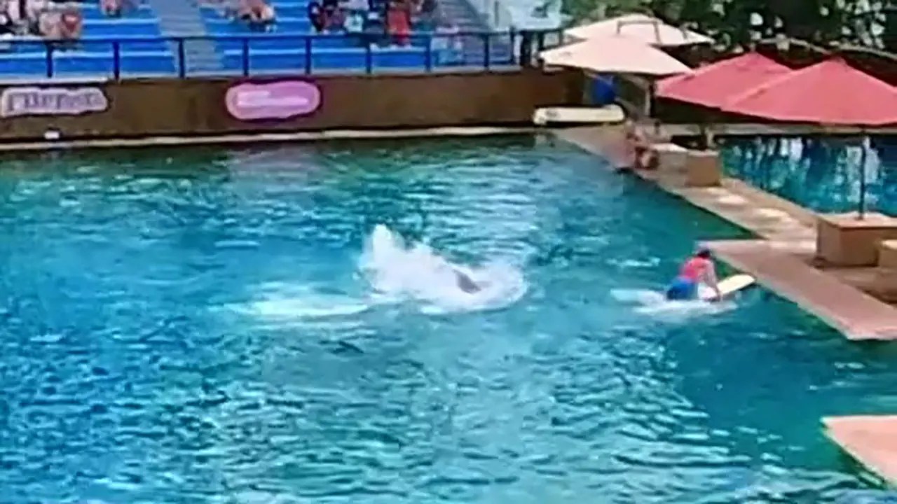 Miami Seaquarium dolphin attacks trainer during live show Fox News