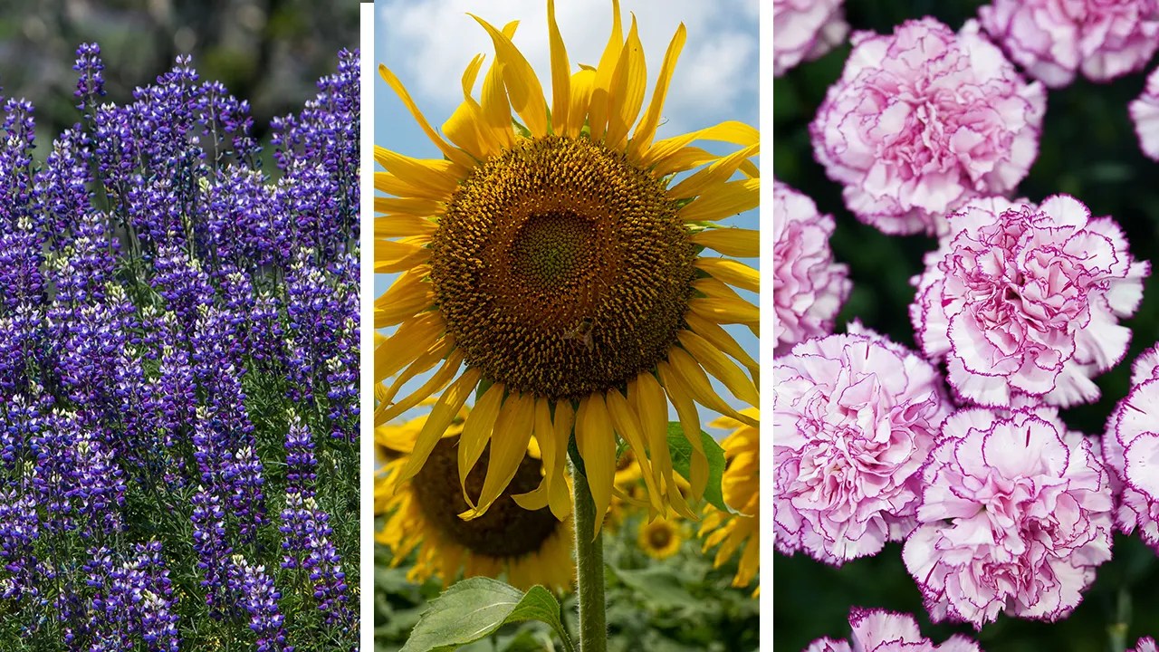 State flower quiz! Can you match these beautiful flowers with their correct states? Fox News