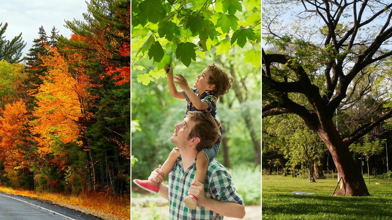Tree quiz! How well do you know these surprising facts about trees